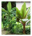 Produktbild: BALDUR Garten Winterharte-Bananen-Kollektion, 2 Pflanzen Faserbanane Bananenbaum Musa basjoo Bananenpflanze, winterharte Staude, mehrjährig, Bananen-Früchte essbar