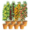 Produktbild: BALDUR Garten 8er Säulenobst-Set 'Naschgarten', Set bestehend aus je 2x Birne, Süß-Kirsche, Aprikose & Apfel, platzsparendes, schlank wachsendes...