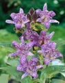Produktbild: Tricyrtis hirta 9x9 cm Topf – Winterhart, Mehrjährig, Pflegeleicht – Krötenlilie – Staude für Schattenbeet & Gehölzrand