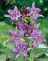 Produktbild: Pflanzen für Dich Staude Tricyrtis hirta, 1 St., Japanische Krötenlilie, Krötenlilie