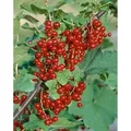 Produktbild: Ribes Rubrum Jonkheer Van Tets Rote Johannisbeere 60 Cm Stammhöhe