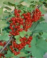 Produktbild: Pflanzen für Dich Obstpflanze Ribes rubrum Jonkheer van Tets, 1 St., Rote Johannisbeere, Johannisbeerstrauch, frühreifend, rote Beeren