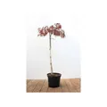 Produktbild: Acer palmatum 'Dissectum Garnet', Japanischer Ahorn, rotlaubig, 80 cm Stammhöhe