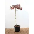 Produktbild: Pflanzen-für-dich.de - Acer palmatum 'Dissectum Garnet' Sta C5 Krone einj. Sth. 80-