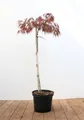 Produktbild: Pflanzen für Dich Gehölze Acer palmatum Dissectum Garnet, 1 St., Fächerahorn, Schlitzahorn
