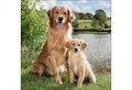 Produktbild: Ambiente Luxury Paper Products Papierserviette, Servietten Papier 33x33cm 3-lagig mit Hund & Welpe Motiv 20 Stück