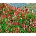 Produktbild: Bistorta Affinis Darjeeling Red Teppichknöterich Rot Ca. 9x9 cm Topf