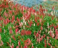 Produktbild: Bistorta affinis 'Darjeeling Red' 9x9 cm Topf – Winterhart, Mehrjährig, Pflegeleicht – Teppich-Knöterich – Bodendecker für Beet & Steingarten
