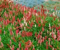 Produktbild: Pflanzen für Dich Staude Bistorta affinis Darjeeling Red, 1 St., Teppich-Knöterich, Himalaya-Knöterich