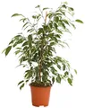 Produktbild: Dehner Zimmerpflanze Birkenfeige Forever, Ficus benjamina, verschiedene Farben, wuchsfreudige Zimmerpflanze mit luftreinigender Wirkung