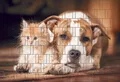 Produktbild: Bedruckter Sichtschutz HUND & KATZE Zaun Sichtschutzstreifen
