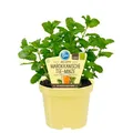 Produktbild: Marokkanische Tee-Minze in BIO-Qualität - Mentha spicata - Kräuterpflanze im 12cm Topf