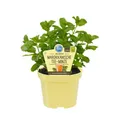 Produktbild: Exotenherz Gewürzkraut Marokkanische Tee-Minze Mentha spicata Kräuterpflanze im 12cm Topf