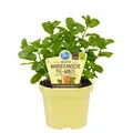 Produktbild: Marokkanische Tee-Minze in BIO-Qualität - Mentha spicata - Kräuterpflanze