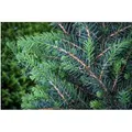 Produktbild: Picea Omorika Zuckerhut Serbische Fichte Kompakt 50–60 cm