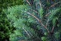Produktbild: Pflanzen für Dich Konifere Picea omorika Zuckerhut, 1 St., Serbische Fichte, Zuckerhut-Fichte, kegelform, immergrün