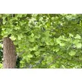Produktbild: Ginkgo Biloba Fächerblattbaum 40–60 cm Winterhart