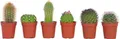Produktbild: Mini Kakteen - 6 Stk - Cactus - Höhe 5-10cm - 6cm