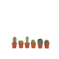 Produktbild: Plant in a Box - Mini Kakteen - 6er Mix - Kaktus - Topf 5,5cm - Höhe 5-10cm