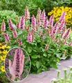 Produktbild: BALDUR Garten Agastache 'Beelicious® Pink',2 Pflanzen, pflegeleichter Dauerblüher, kompakter Wuchs, dekorativ im Gartenbeet und im Kübel, duftend, mehrjährig und winterhart