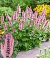 Produktbild: BALDUR Garten Agastache 'Beelicious® Pink',2 Pflanzen, pflegeleichter Dauerblüher, kompakter Wuchs, dekorativ im Gartenbeet und im Kübel, duftend, mehrjährig und winterhart