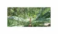 Produktbild: Stk - 2x Cycas petraea Loei-Sago Palme - Palmfarn Garten Pflanzen - Samen ID1679 - Seeds & Plants Shop by Ipsa