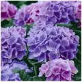 Produktbild: HOME FASHION Papierserviette 20 Servietten Lilac Hydrangea 33x33cm, (20 St) lila