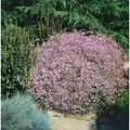 Produktbild: Sonstige - Gypsophila Repens 'rosenschleier' P 0,5