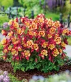 Produktbild: BALDUR Garten 6x Akelei 'Earlybird® Red Yellow', Pflanzen im 9x9 cm-Topf, buschig-runder Pflanzenaufbau, einzigartige rot-gelbe Blüten, winterhart & pflegeleicht, für Beet & Kübel, bienenfreundlich