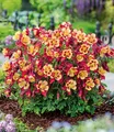 Produktbild: BALDUR Garten 6x Akelei 'Earlybird® Red Yellow', Pflanzen im 9x9 cm-Topf, buschig-runder Pflanzenaufbau, einzigartige rot-gelbe Blüten, winterhart & pflegeleicht, für Beet & Kübel, bienenfreundlich