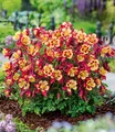 Produktbild: BALDUR Garten Staude Akelei 'Earlybird® Red Yellow', 6 St., Einzigartiig, winterhart, mehrjährig, pflegeleicht