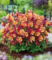 Produktbild: BALDUR Garten Akelei 'Earlybird® Red Yellow',6 Pflanzen