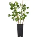 Produktbild: Ribes Rubrum Jonkheer Van Tets Rote Johannisbeere 30–40 Cm