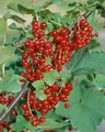 Produktbild: Ribes rubrum 'Jonkheer van Tets' 30-40 cm – Winterhart, Mehrjährig, Pflegeleicht – Rote Johannisbeere – Beerenstrauch für Garten & Obstgarten