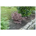 Produktbild: Weigela florida 'Nana Purpurea', Weigelie, purpurrot, 40-60 cm