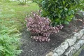 Produktbild: Weigela florida 'Nana Purpurea', Weigelie, purpurrot, 40–60 cm