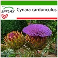 Produktbild: SAFLAX - Stielgemüse - Spanische Artischocke - 50 Samen - Mit keimfreiem Anzuchtsubstrat - Cynara cardunculus