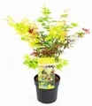 Produktbild: BALDUR Garten Zierstrauch Ahorn '3-Farben Festival', 1 St., Acer, winterhart, mehrjährig