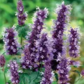 Produktbild: 6 x Duftnessel Black Adder - Agastache 'Black Adder' - Topf 9cm x 9cm