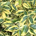 Produktbild: Ölweide 'Gilt Edge' Elaeagnus ebbingei 30 bis 40 cm im Container Schnittverträglich