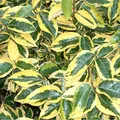 Produktbild: Wintergrüne Ölweide 'Gilt Edge' - Elaeagnus Ebbingei 'Gilt Edge' - 30-40 cm Topf - Goldgelb gerandete Blätter