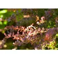 Produktbild: Berberis Thunbergii Atropurpurea Blutberberitze Purpurrot 15–20 cm