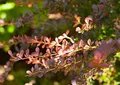 Produktbild: Berberis thunbergii 'Atropurpurea' 15-20 cm – Winterhart, Mehrjährig, Pflegeleicht – Blutberberitze – Heckenpflanze für Garten & Sichtschutz