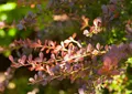 Produktbild: Pflanzen für Dich Gehölze Berberis thun. Atropurpurea, 1 St., Rote Heckenberberitze, Blutberberitze, Thunberg-Berberitze