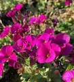 Produktbild: Blaukissen Bressingham Red - Aubrieta - lebende Gartenpflanze aus den Baumschulen