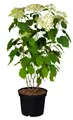 Produktbild: Hydrangea arborescens 'Annabelle', Schneeballhortensie, weiß, 40–60 cm