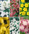 Produktbild: BALDUR Garten 6er 5 Meter Blüh-Hecken-Kollektion, Blütenhecke, Pflanzen im 13 cm-Topf, bienenfreundlich (außer Forsythie), Forsythie, Weigelie, Jasmin, Deutzie, Potentilla, Spirea, winterhart