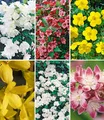 Produktbild: BALDUR Garten Hecken 5 Meter Blüh-Hecken-Kollektion, 6 St., Rosengewächse, blickdicht, winterhart, mehrjährig, pflegeleicht