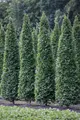 Produktbild: Pflanzen für Dich Gehölze Carpinus betulus Fastigiata, 1 St., Säulen-Hainbuche, Pyramiden-Hainbuche