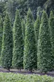 Produktbild: Carpinus betulus 'Fastigiata', Hainbuche, säulenförmig, 100–125 cm